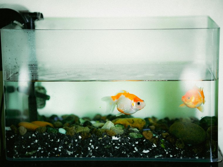 Associations Animaux Familiers, Colombophilie, Aquariophilie en France