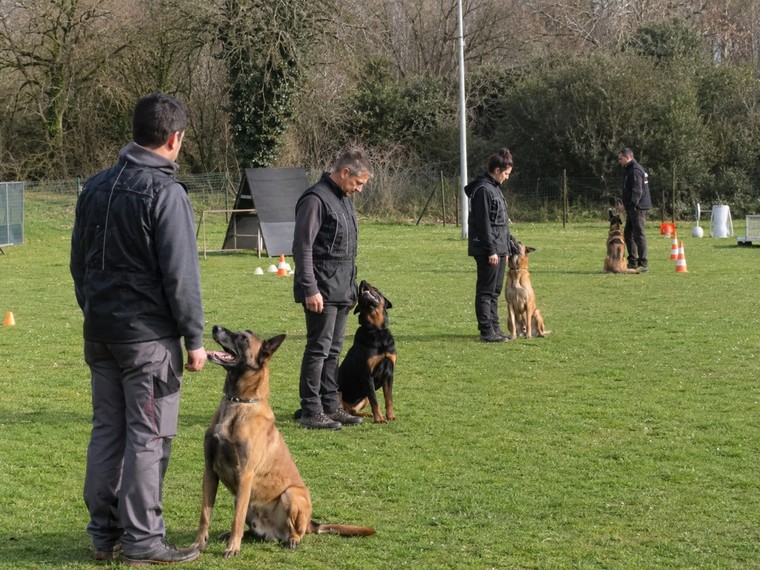 Associations Élevage Canin, Clubs De Chiens De Défense en France