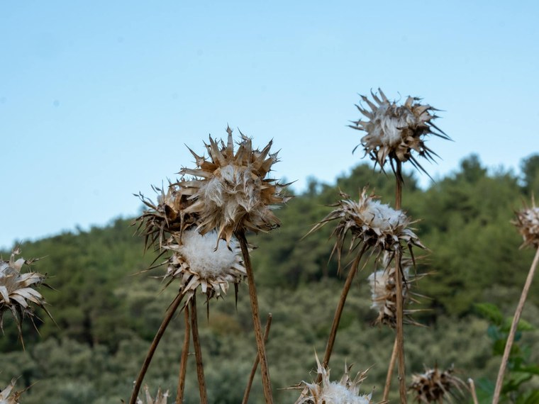 Associations Préservation De La Flore Sauvage en France