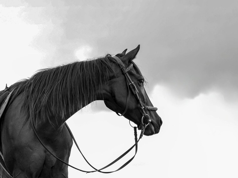 Associations Equitation (Équitation, Hippisme, Course Camarguaise, Landaise) en France