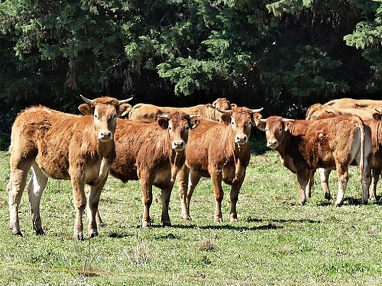 Annuaire des associations de Saint-Michel-de-Villadeix - 24 Dordogne