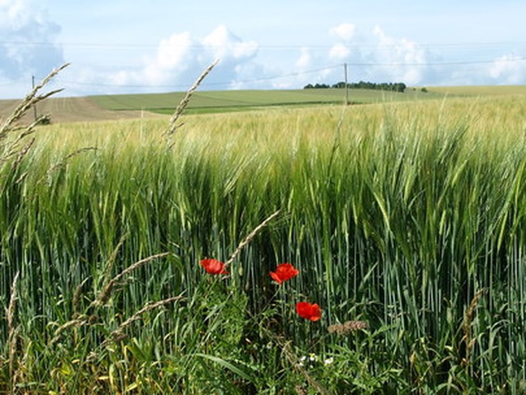 Annuaire des associations de Sainte-Marie-à-Py - 51 Marne