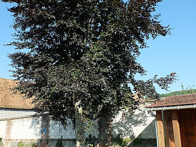 Annuaire des associations de Marant - 62 Pas-de-Calais